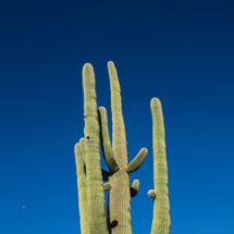 Saguaro Cactus-07