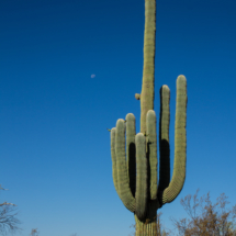 Saguaro Cactus-08