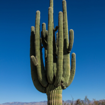 Saguaro Cactus-11