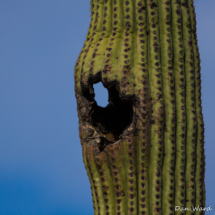 Saguaro Cactus-15