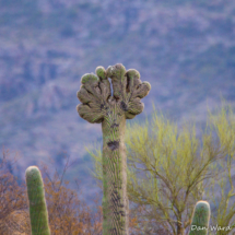 Saguaro Cactus-20