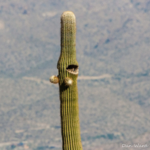 Saguaro Cactus Top-01