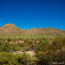 Saguaro Landscape-02