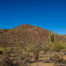 Saguaro Landscape-03
