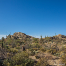 Saguaro Park Landscape-18