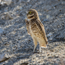 Burrowing Owl-045