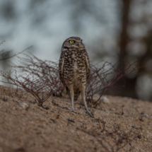 Burrowing Owl-05