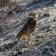 Burrowing Owl-050