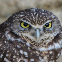 Burrowing Owl Up Close