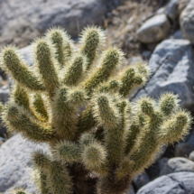 Cholla Cactus-Oswit Canyon-01