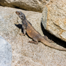 Chuckwalla Lizard-Oswit Canyon-01