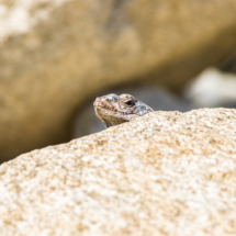Chuckwalla Lizard-Oswit Canyon-03
