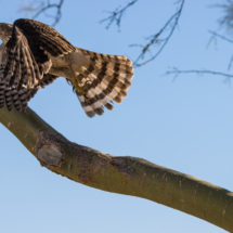 Cooper's Hawk Taking Flight