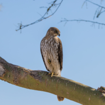 Cooper's Hawk in Palo Verde Tree-2