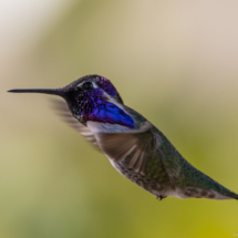 Costas Hummingbird In Flight-Male