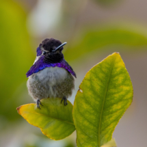 Costas Hummingbird-Male-070