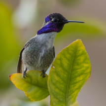 Costas Hummingbird-Male-080