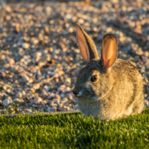 Cottontail Rabbit At Sunset