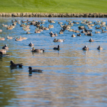 Ducks on The Pond