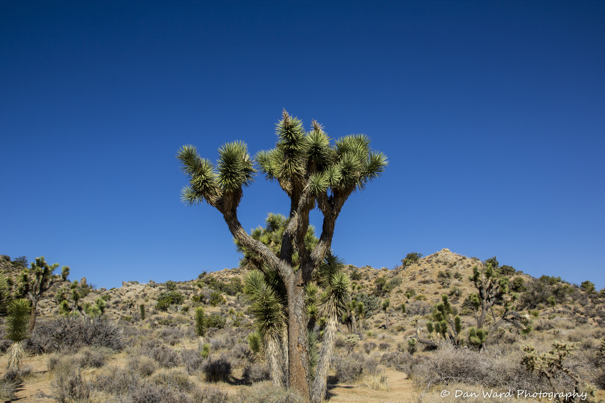 Joshua Tree National Park / Black Rock CanyonSpring 2021 BB