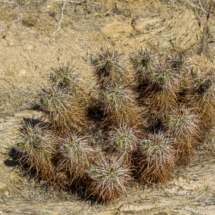 Joshua Tree National Park-Black Rock Canyon-Hedgehog Cactus-4