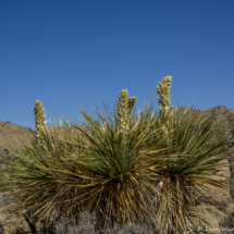 Joshua Tree National Park-Black Rock Canyon-Yucca Bloom-05