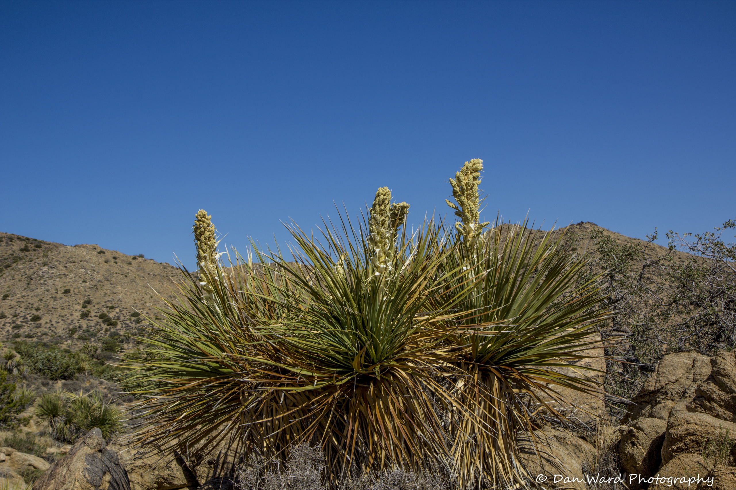 Joshua Tree National Park Black Rock Canyon Spring 2021 Bb