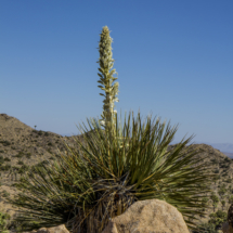 Joshua Tree National Park-Black Rock Canyon-Yucca Bloom-1