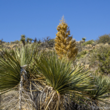 Joshua Tree National Park-Black Rock Canyon-Yucca Bloom-4