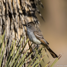 Ash-throated Flycatcher-02