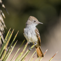 Ash-throated Flycatcher-03