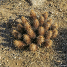J-Tree-Black Rock Canyon-Nichol's hedgehog cactus-07