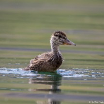 Bill Williams River National Refuge-June 2021-Mallard-Female-Duckling-01