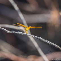 Bill Williams River National Wildlife Refuge-June 2021-Yellow Dragonfly
