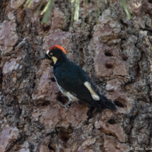 Acorn Woodpecker-05