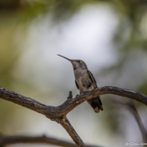 Anna's Hummingbird-Female-01