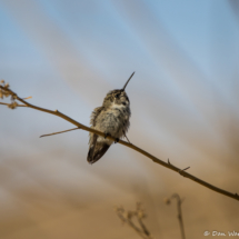 Costas Hummingbird-Immature Male-05