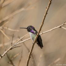 Costas Hummingbird-Male-05