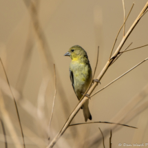 Lesser Goldfinch-Female-02