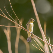 Lesser Goldfinch-Female-03