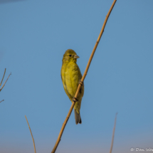 Lesser Goldfinch-Female-06