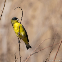 Lesser Goldfinch-Male-07