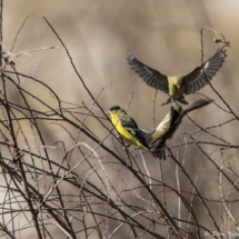 Lesser Goldfinches-01