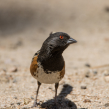 Spotted Towhee-04