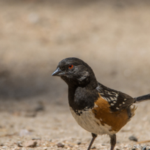 Spotted Towhee-05