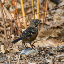 Spotted Towhee-Juvenile-01