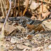 Spotted Towhee-Juvenile-02