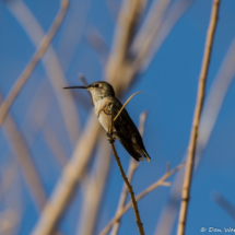 Allen's Hummingbird-Female-02