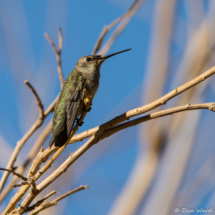 Allen's Hummingbird-Immature Male-03