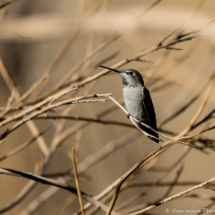 Black-chinned Hummingbird-Female-06